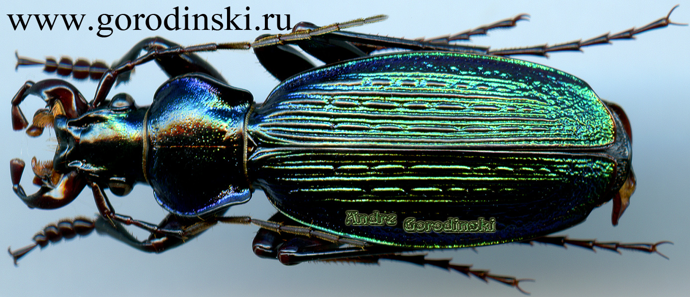 http://www.gorodinski.ru/carabus/Archiplectes prometheus miroshnikowi.jpg